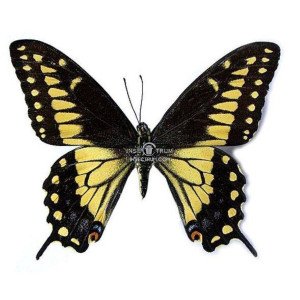 PAPILIO POLYXENES ASTERIUS